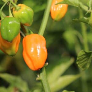 Habanero Burning Bush Capsicum chinense