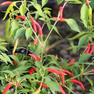 Piri Piri Capsicum annuum