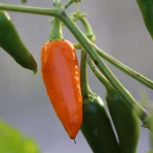 Thai Large Orange Capsicum annuum