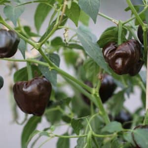 Chiluacle Negro Capsicum annuum