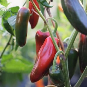 Jalapeno TAM Capsicum annuum