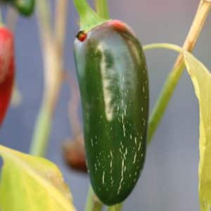 Jalapeno Felicity Capsicum annuum