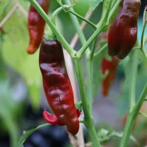 Aji Panca Capsicum baccatum