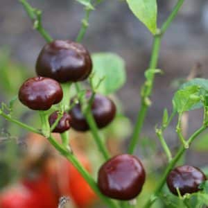 Chocolate Cherry Chili Capsicum annuum