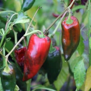 Ancho Grande Chilifrön