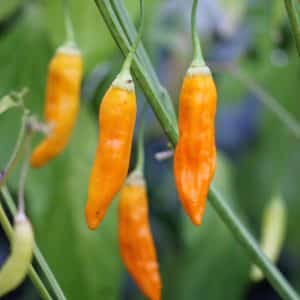 Aji Habanero Capsicum baccatum