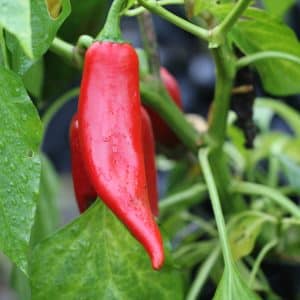 Numex Joe E Parker Capsicum annuum