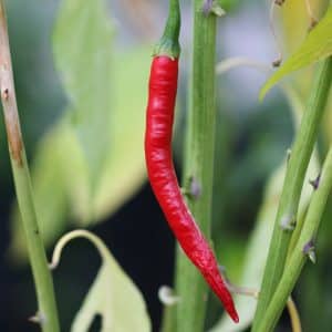 Kung Pao Capsicum annuum