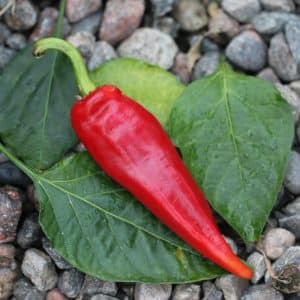 Cornaletto da Appendere Capsicum annuum