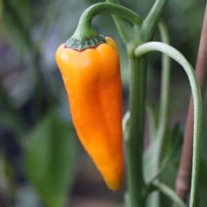 Corno di Toro Giallo Capsicum annuum