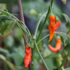 CAP 220/Aji Ahuchapáu Capsicum baccatum