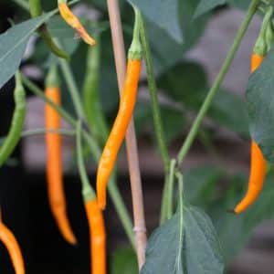 Hangijaio Yellow Space Capsicum annuum