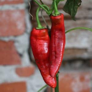 Spetspaprika Capsicum annuum