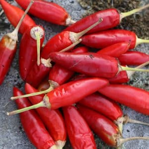 Barak Capsicum frutescens