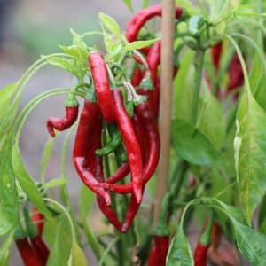 Cayenne Capsicum annuum