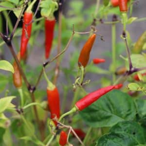 El Incendio Capsicum frutescens