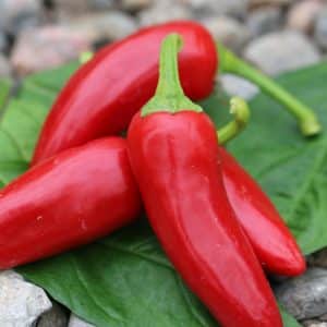 Jalaro Capsicum annuum
