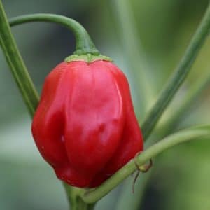 Champion Capsicum baccatum