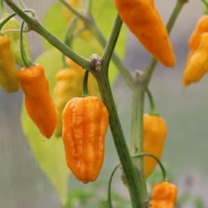 Jpg x Habanero Capsicum chinense