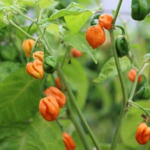 Scotch Bonnet FPO Capsicum chinense