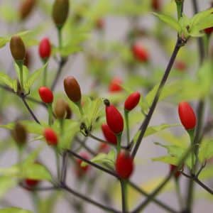Chiltepin Capsicum annuum