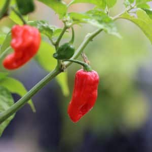 Fatalii Gourmet Jigsaw Capsicum chinense