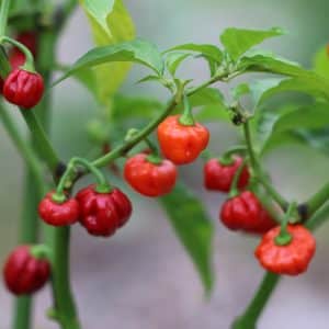 Sweet Bonnet Capsicum chinense