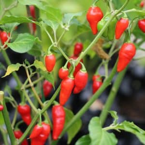 Diomar Capsicum chinense