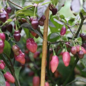 Fidalgo Roxa Capsicum chinense