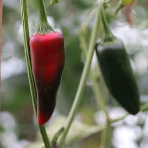 Jalapeno Mammoth Capsicum annuum