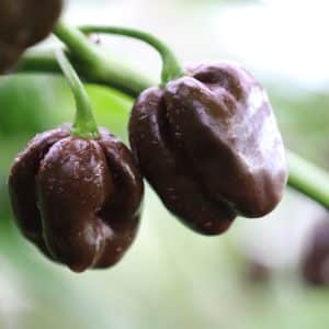Scotch Bonnet Chocolate Capsicum chinense