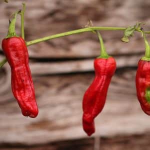 Pepperoncini Capsicum annuum