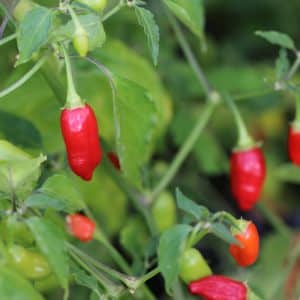 Aji Benito Capsicum baccatum