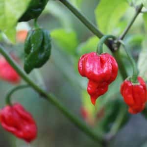 Trinidad Scorpion Butch Taylor Red Capsicum chinense