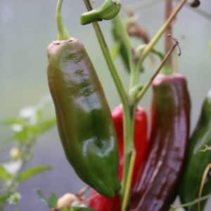 Palermo Röd Capsicum annuum