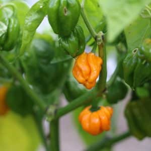 MOA Scotch Bonnet Orange Capsicum chinense