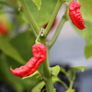 Jay’s Ghost Scorpion Red Capsicum chinense
