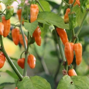 Bhut Orange Copenhagen Capsicum chinense