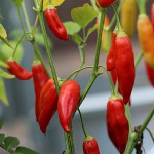 Aji Cristal Capsicum baccatum