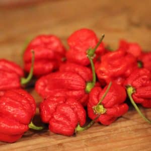 Carolina Reaper x Trinidad scorpion choclate Capsicum chinense