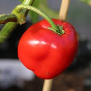 Rocoto Giant Capsicum pubescens