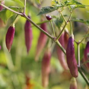 Aji Challuaruro Amarillo Capsicum baccatum