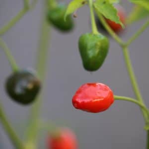 Brazilian Olive Red Capsicum baccatum