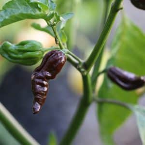 Naga Morich Chocolate Capsicum chinense