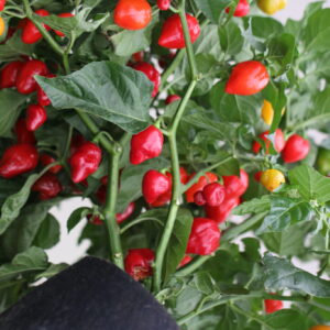 Red Savina Capsicum chinense