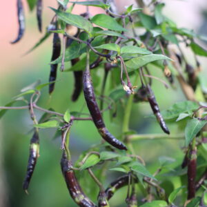 Naga Jolokia Purple Capsicum annuum