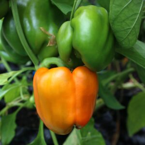 Marta Polka Capsicum annuum