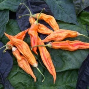 Sugar Rush Stripey Capsicum baccatum