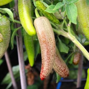 Farmers Jalapeno Capsicum annuum