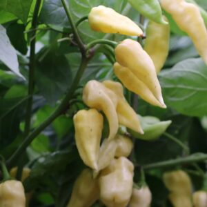 Bhut Jolokia White Capsicum chinense